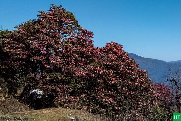 sandakphu-trek-in-rhododendrons-bloom