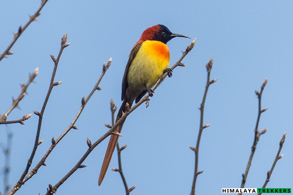 Fire-tailed sunbird @ Phoktey Dara