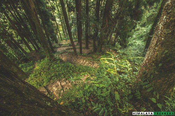 sandakphu-trek-descent-to-timburey