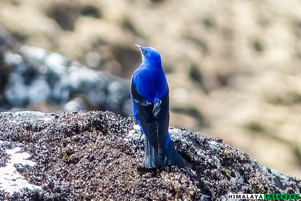 birdlife-goecha-la-trek