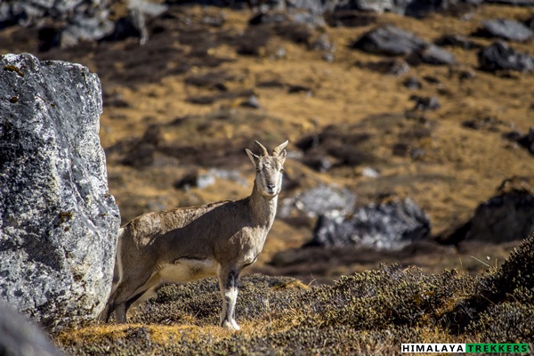 wiildlife-himalayan-blue-sheep-goecha-la-trek