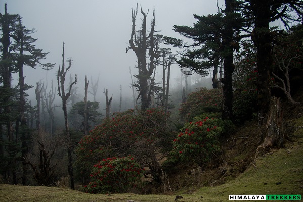 rhododendron-sandakphu-trek