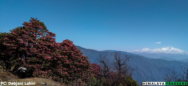rhododendron-spring-bloom-in-sandakphu-trek