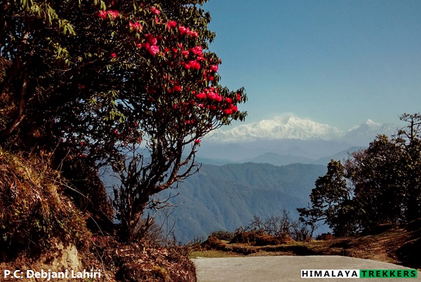 gairibas-rhododendron-sandakphu-trek