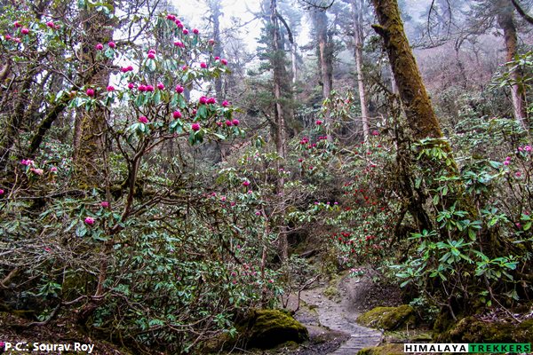 rhododendrons-during-goecha-la-trek