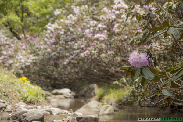 rhododendrons-in-summer-at-buras-kandi-rupin-pass-trek