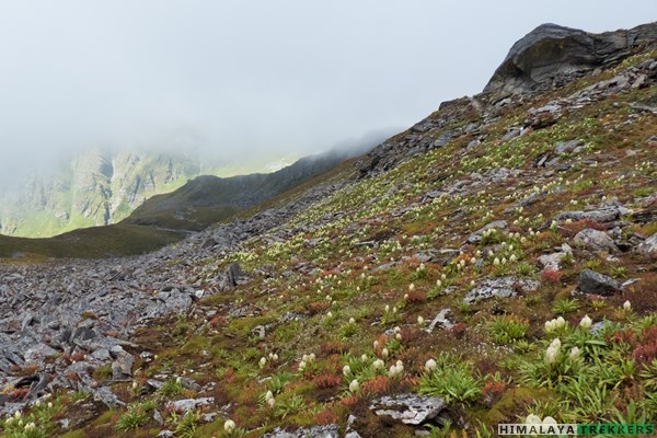 brahma-kamal-blooming-around-baguabasa-in-september