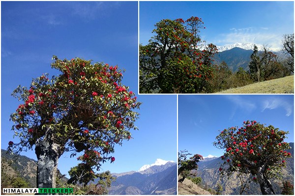 brahma-tal-trek-rhododendrons-in-spring