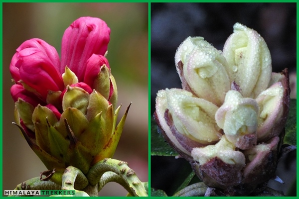 rhododendron-buds-blooming-in-goecha-la-trek