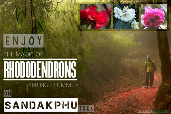 sandakphu-rhododedron-trek-in-spring