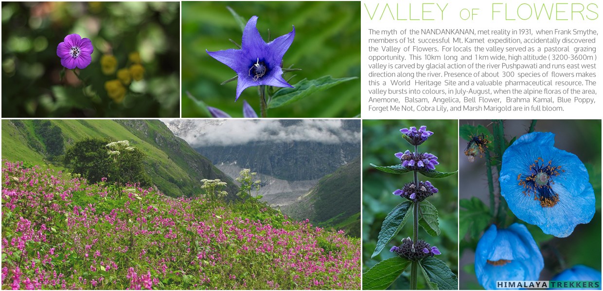 Valley Of Flowers Trek