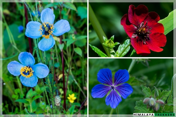 flowers-flora-of-valley-of-flowers-trek