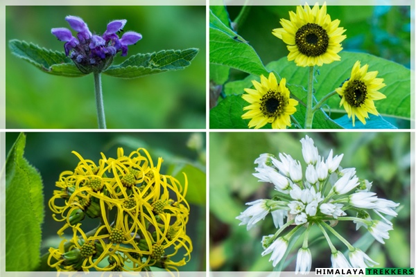 flowers-flora-of-valley-of-flowers-trek