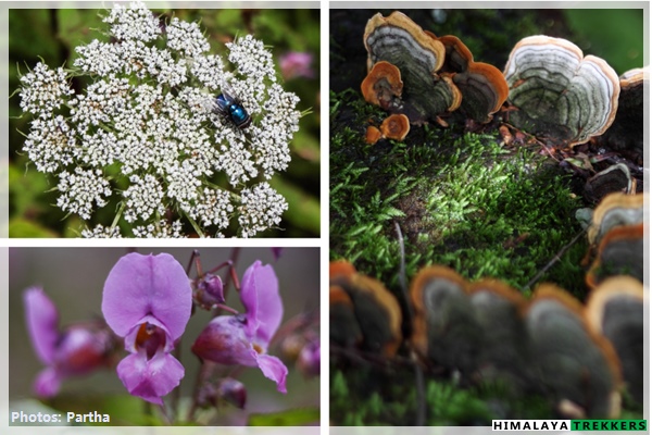 flowers-flora-of-valley-of-flowers-trek