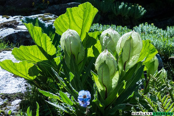 brahmakamal-on-the-trail-to-hemkund