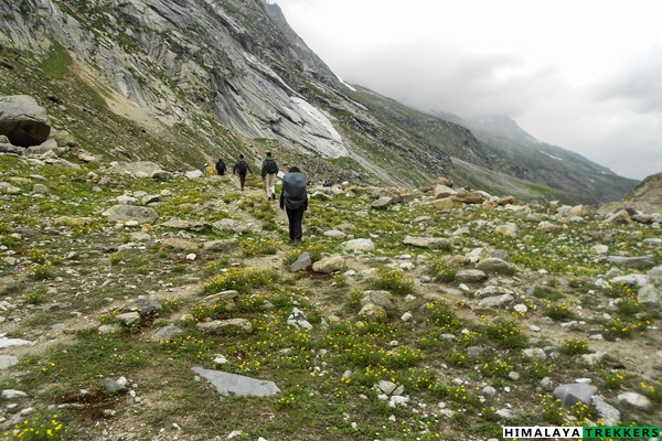 flower-bloom-during-hampta-pass-trek