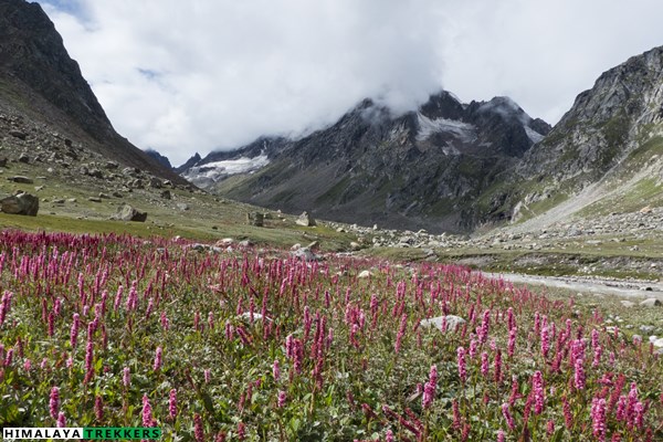 flowers-near-shiagoru-on-hampta-pass-trek