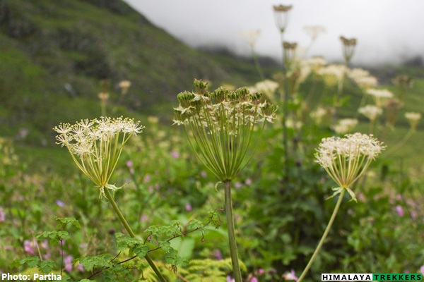 valley-of-flowers-trek