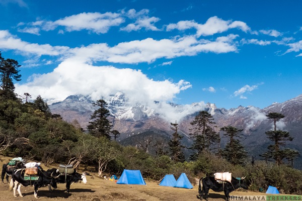 phedang-campsite-on-dzongri-trek
