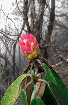 budding-rhododendron