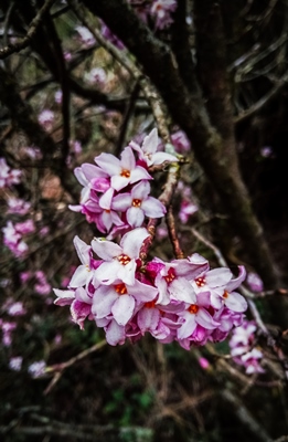 daphne-flower-on-sandakphu-trek