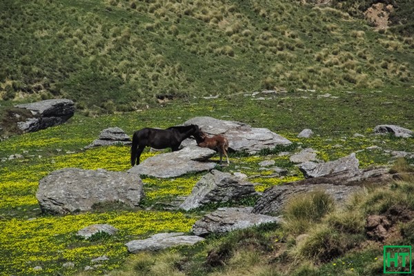 horse-grazing-kyarki-meadows