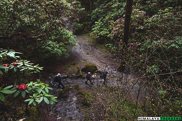 rhododendron-bloom-on-the-way-to-phedang