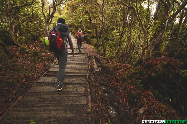 rhododendron-forest-from-tsokha-to-phedang