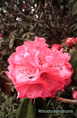 rhododendron