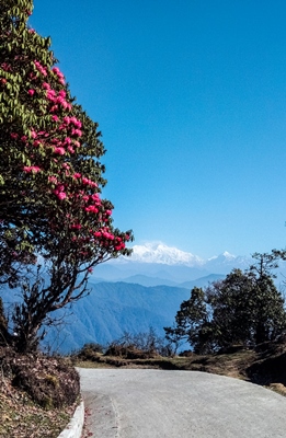 rhododens-and-sleeping-buddha-sandakphu-trek