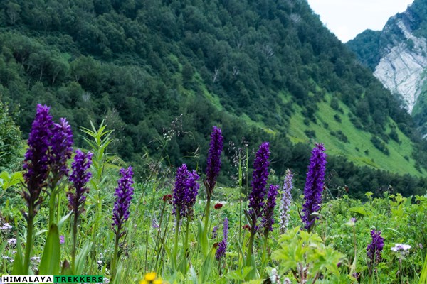 valley-of-flowers-trek-tour-packages-and-cost