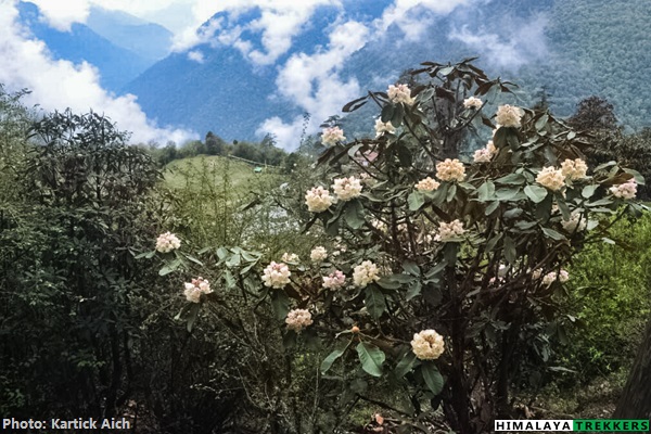 white-rhododendron-on-dzongri-trek