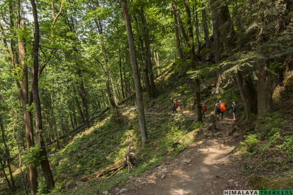 jungle-walk-on-har-ki-dun-trek