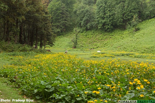 flowers-in-lamadugh-kaliheni-pass-trek