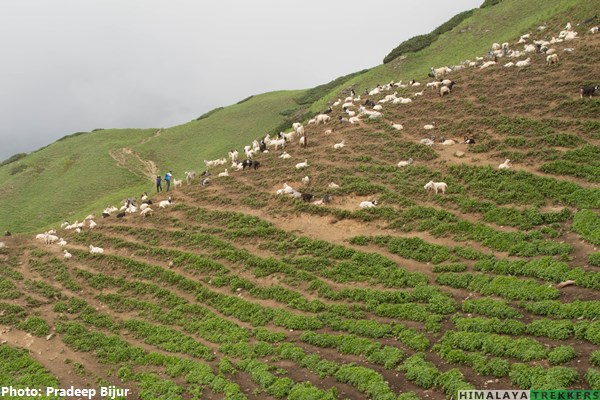 cattle-grazing-on-meadows