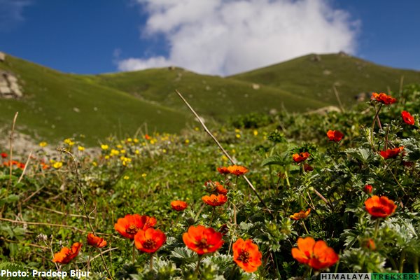 lowers-on-meadows-kaliheni-pass-trek