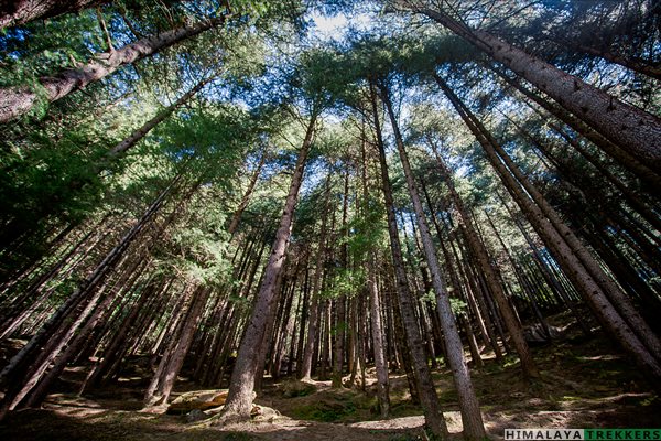 pine-forest-in-manali-sanctuary-kalihani-pass-trek