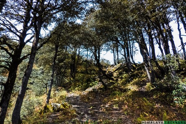 rail-inside-oak-forest-kaliheni-pass-trek