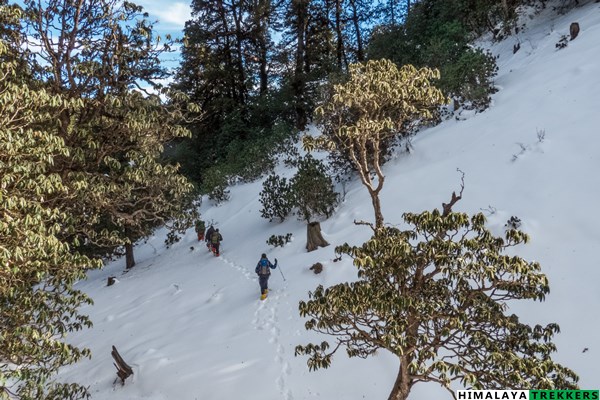 walk-inside-snowy-rhododendron-forest-brahmatal-trek
