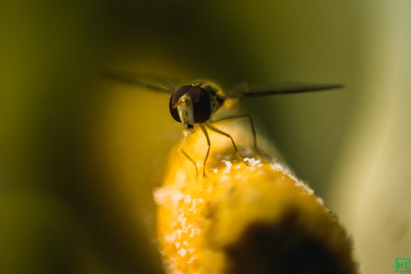 a-bee-close-up-photograph-during-sandakphu-trek