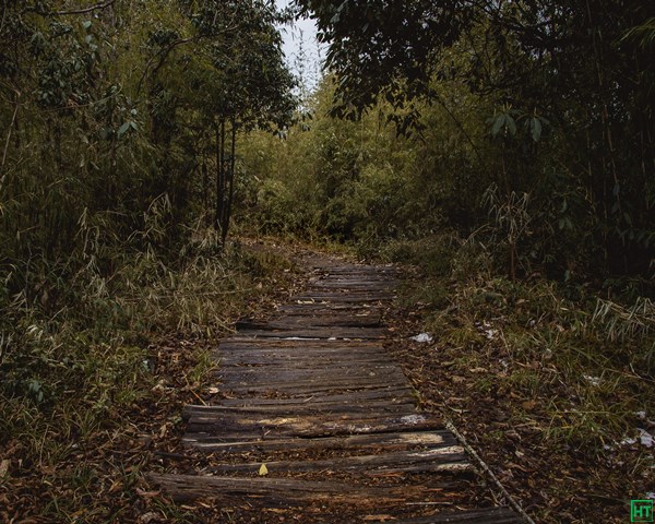 bamboo-forest-trail-to-gurdum-village-sandakphu-trek