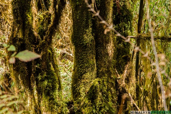 barsey-rhododendron-sanctuary-speciality-lichen-moss-fern-inside-forest