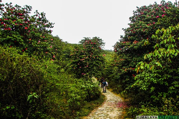 barsey-rhododendrons-in-spring