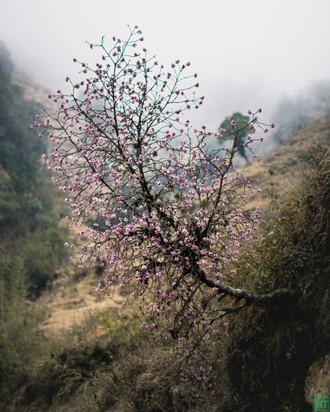 daphne-flowers-enroute-tumling