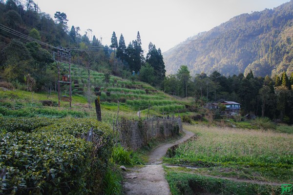 entering-timburey-village-last-halt-for-sandakphu-trel