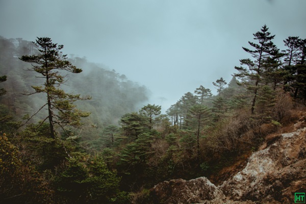 foggy-conifers-pines-forest-on-the-way-to-sandakphu