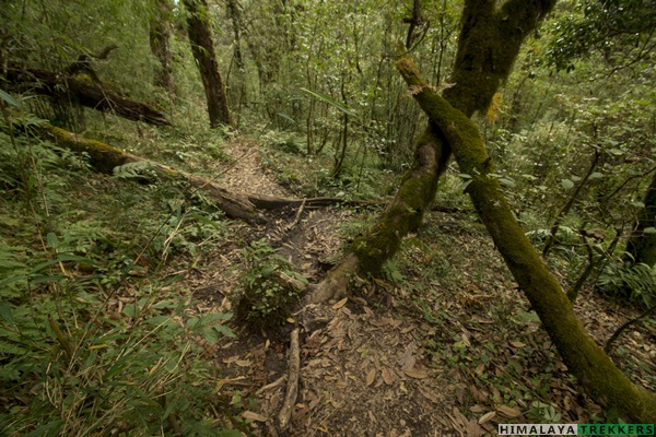 dense-jungle-trek-in-singalila-pass-phalut-trek