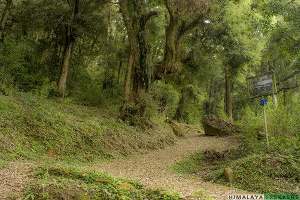 green-forest-trail-from-yuksom-to-dubdi