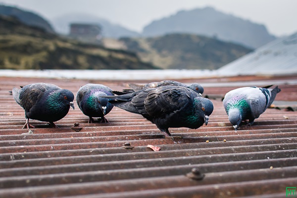 pigeons-at-kalapohri