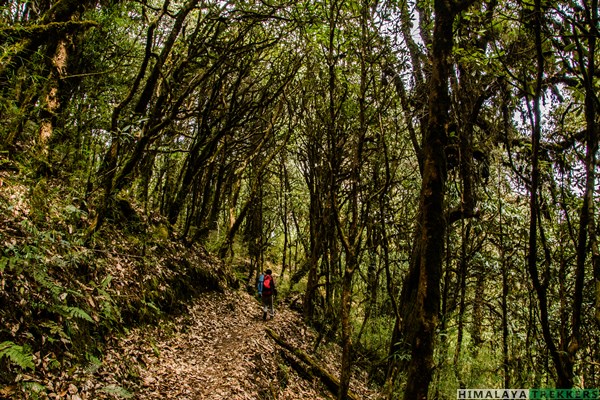 exploring-barsey-forest